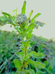Leucanthemum vulgare