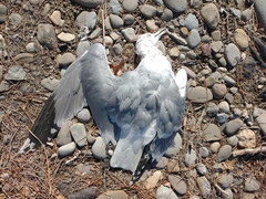 Larus californicus