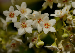 Flindersia brayleyana