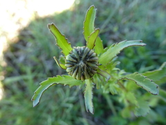 Leucanthemum vulgare