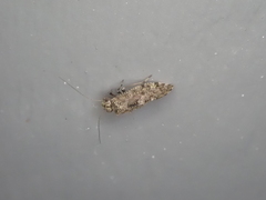 Nimbopsocus