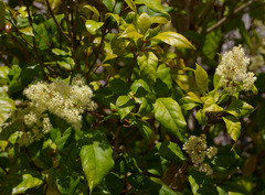 Spiraeanthemum