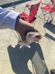 Ictalurus furcatus