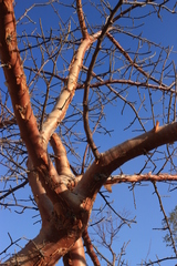 Commiphora anacardiifolia