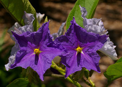 Solanum wrightii