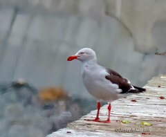 Leucophaeus scoresbii