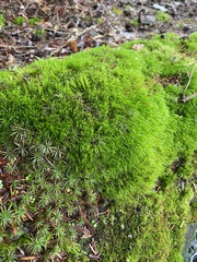 Dicranum flagellare
