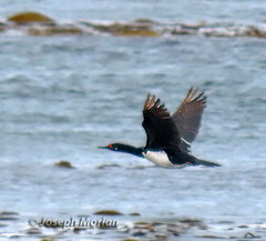 Leucocarbo magellanicus