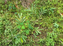 Alpinia caerulea
