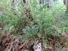 Hymenophyllum flexuosum