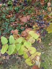 Hypericum androsaemum