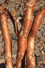 Commiphora anacardiifolia