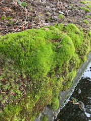 Dicranum flagellare