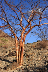 Commiphora anacardiifolia