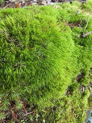 Dicranum flagellare