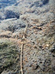 Gallionellaceae