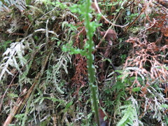 Hymenophyllum flexuosum