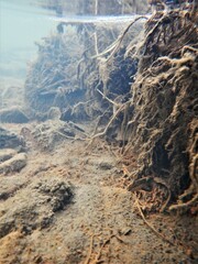 Gallionellaceae