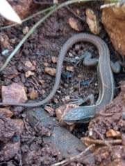 Ophisops elegans ehrenbergii