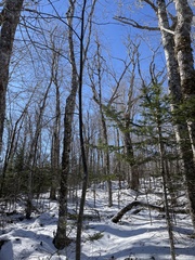Acer pensylvanicum