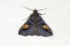 Scopifera lycagusalis