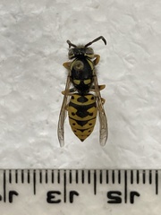 Vespula atropilosa
