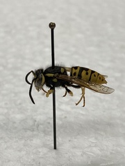 Vespula atropilosa