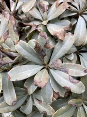 Pittosporum tobira