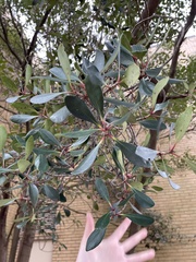 Ternstroemia