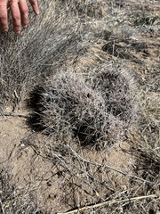 Coryphantha macromeris macromeris
