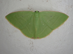 Urolitha quintali