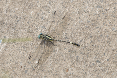 Austrogomphus cornutus