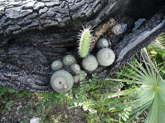 Mammillaria haageana