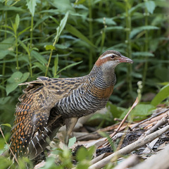 Gallirallus philippensis mellori