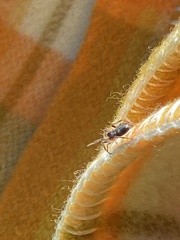 Lampona cylindrata