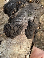 Jackrogersella multiformis