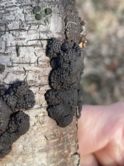 Jackrogersella multiformis