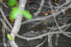 Crocodylus acutus