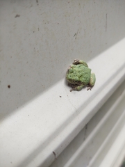 Hyla chrysoscelis