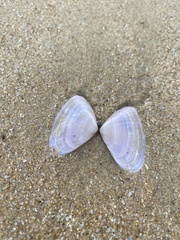 Latona deltoides