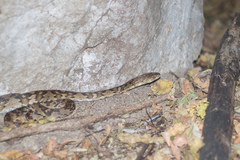 Trimorphodon quadruplex