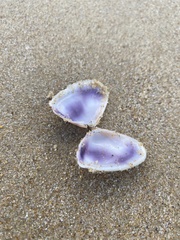 Latona deltoides