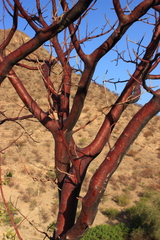 Commiphora multijuga
