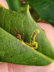 Phytomyza ilicicola
