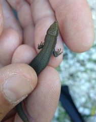 Algyroides fitzingeri