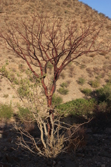 Commiphora multijuga