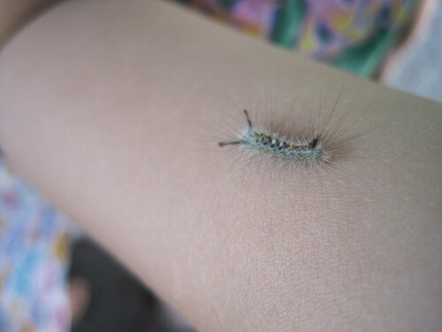 Douglas-fir tussock moth photo 5