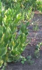 Veratrum californicum