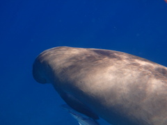 Dugong dugon