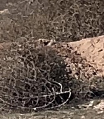 Xerospermophilus tereticaudus